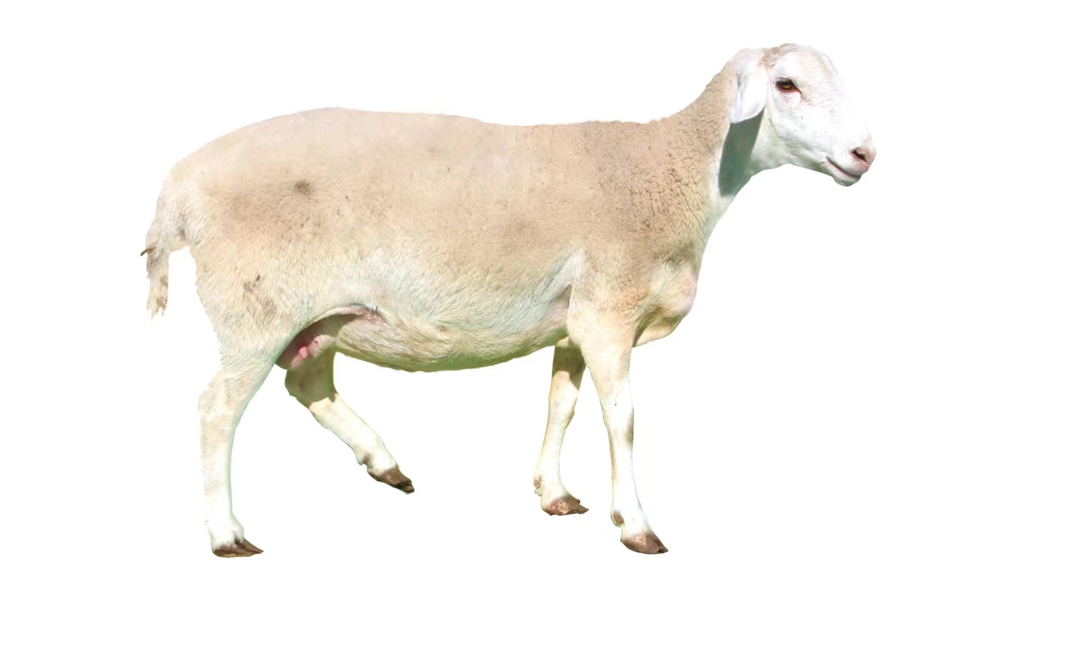 華蒙肉羊