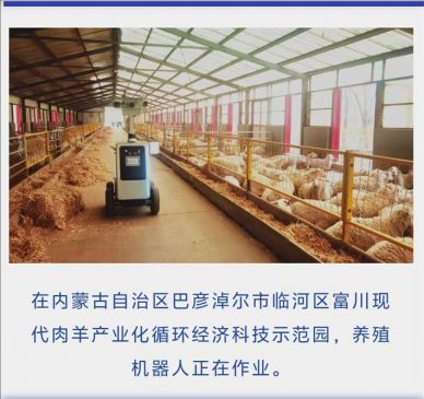 內(nèi)蒙古巴彥淖爾市臨河區(qū)“一”羊當先謀發(fā)展